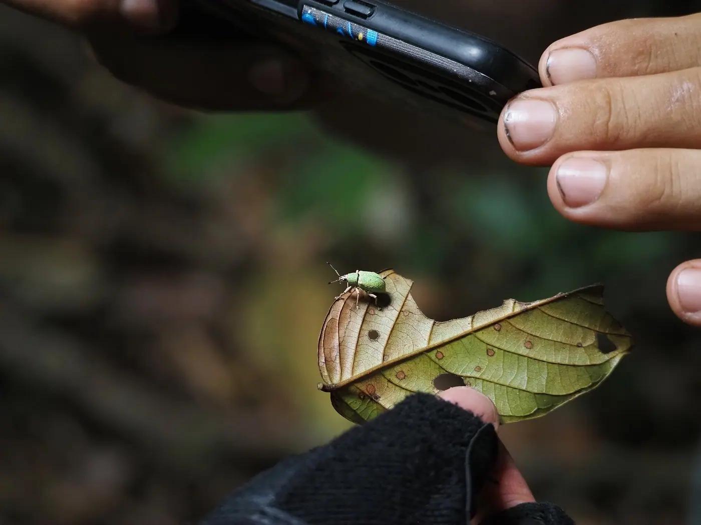 A smartphone held over a leaf to photograph a small green beetle in a Costa Rican forest