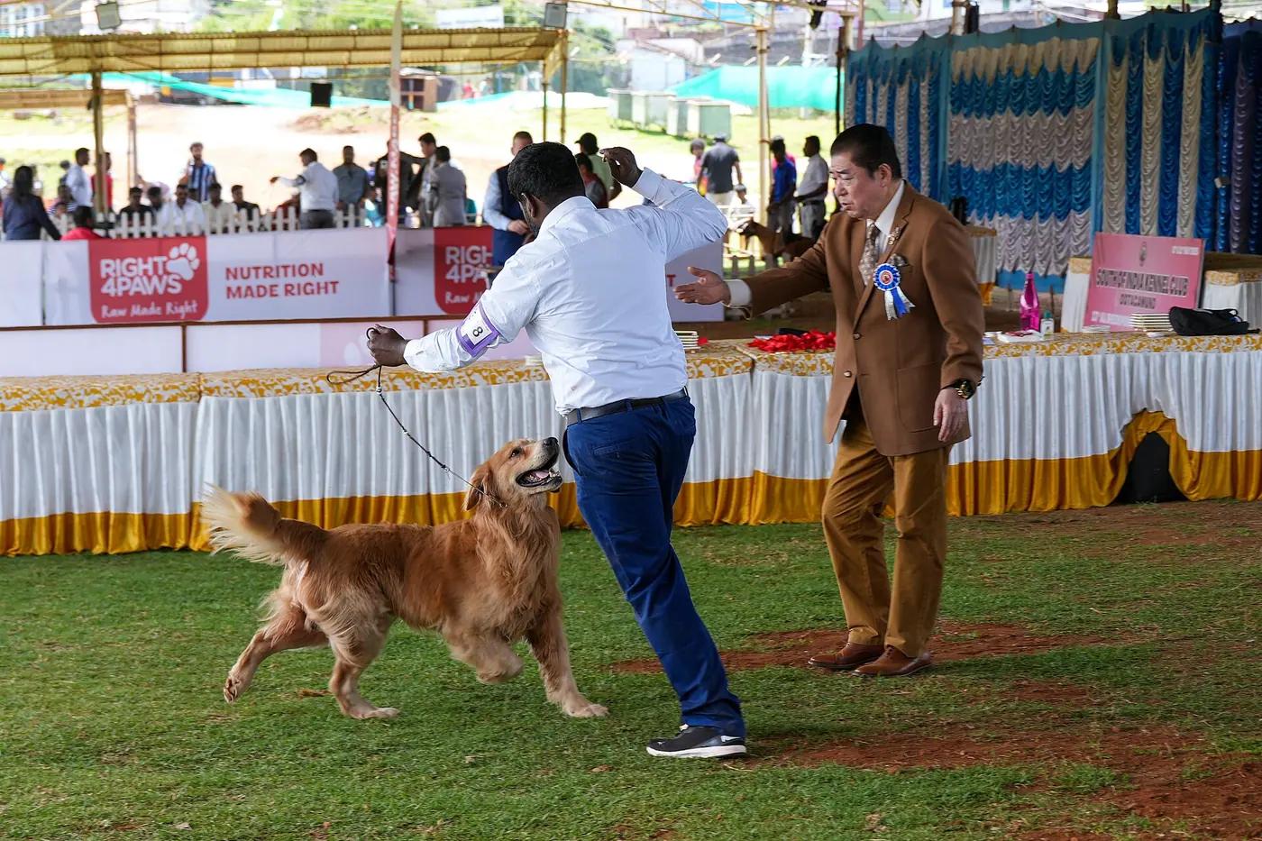 A handler gaits a golden retriever past the judge in the show ring at the Ooty dog show