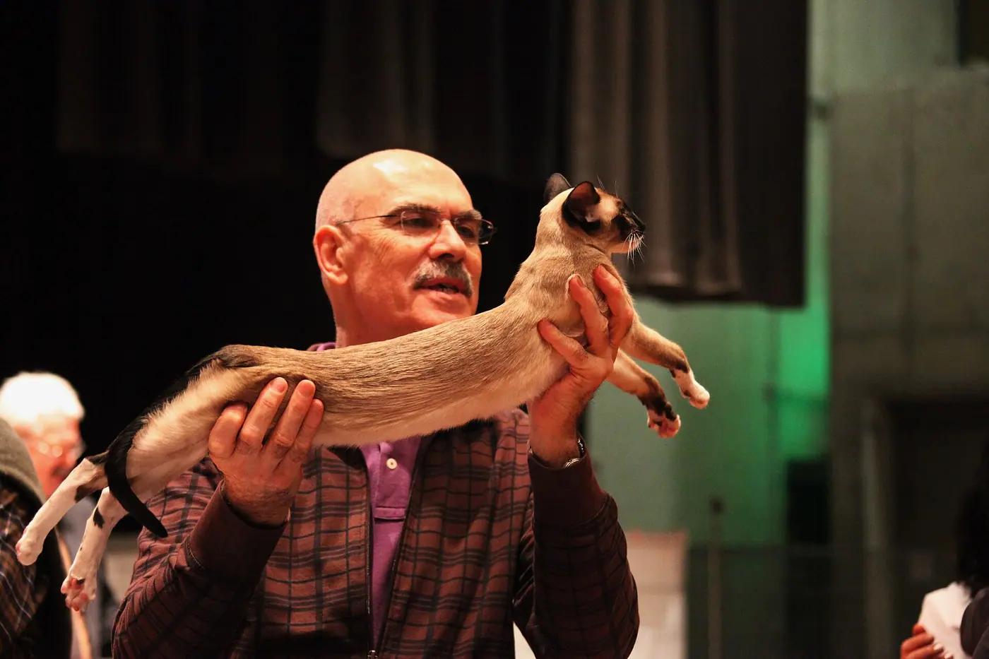 A cat show judge holds up a pedigree Siamese cat to assess its body and coat