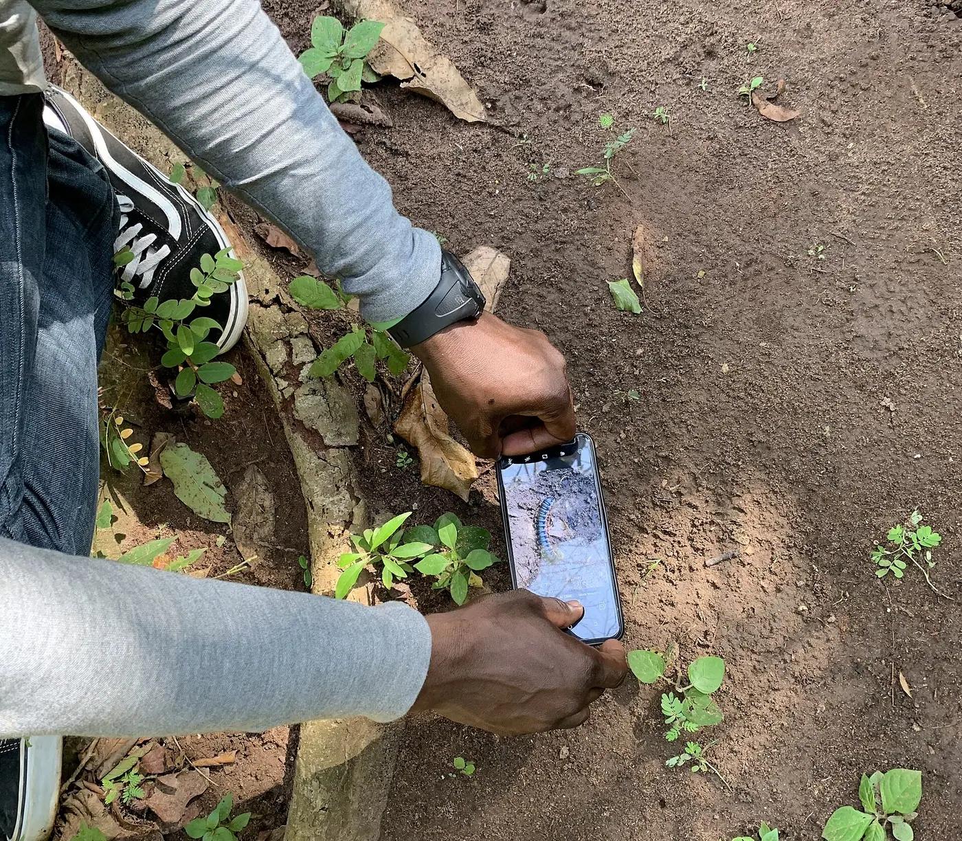 A person crouches on bare earth to photograph a centipede with a smartphone