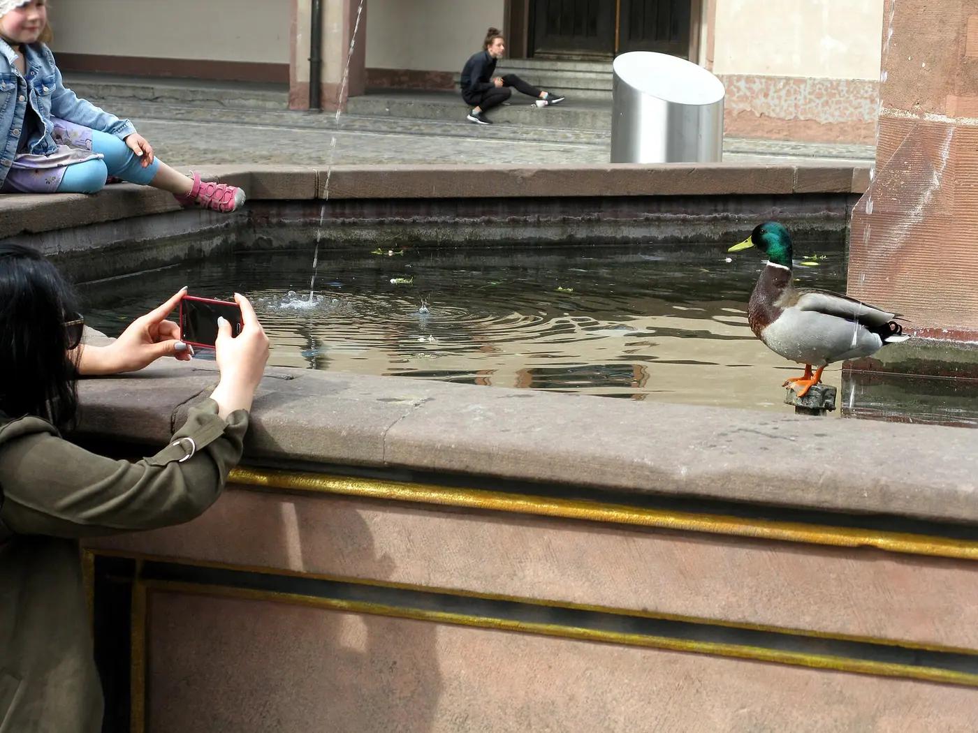 A woman photographs a mallard drake standing on the rim of a city fountain with her smartphone