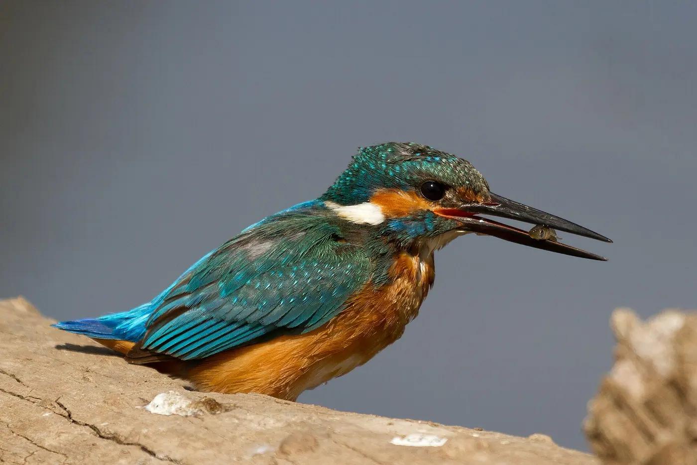 A common kingfisher perched on a rock with a small fish in its bill