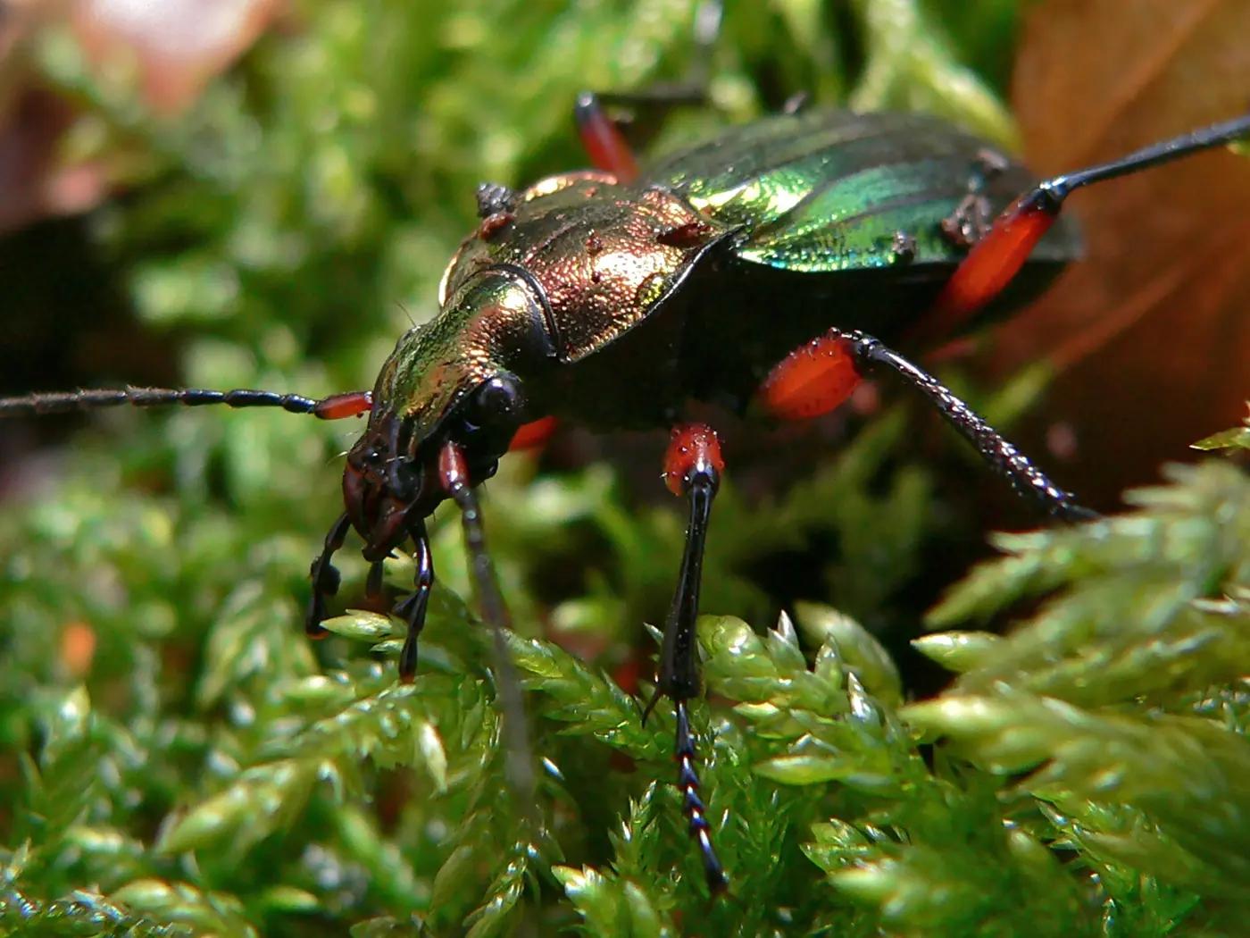 Close-up of a metallic green golden ground beetle with red-orange legs walking over moss