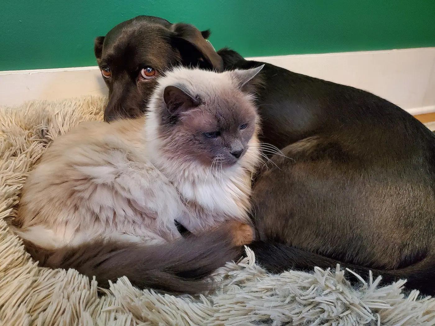 A long-haired colourpoint cat curled up against a dark brown dog on a fluffy rug