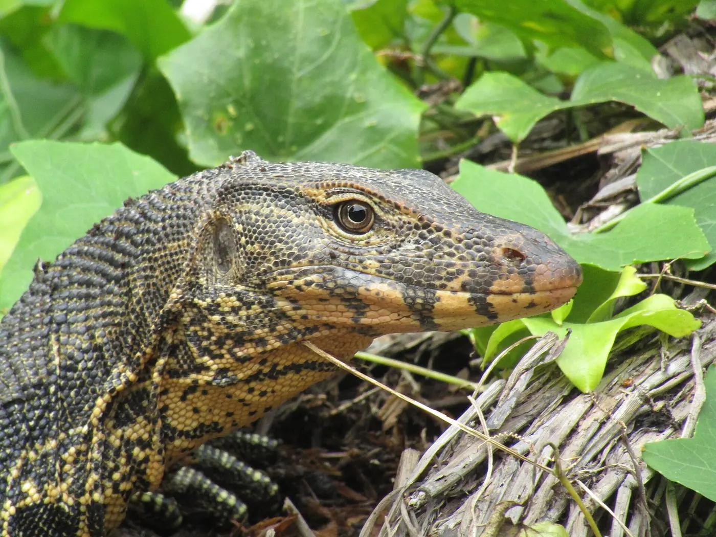 Close-up of an Asian water monitor's head and patterned scales among green leaves