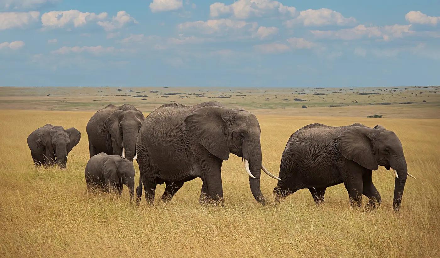 A family of five African elephants, including two calves, walking together across the Maasai Mara grassland