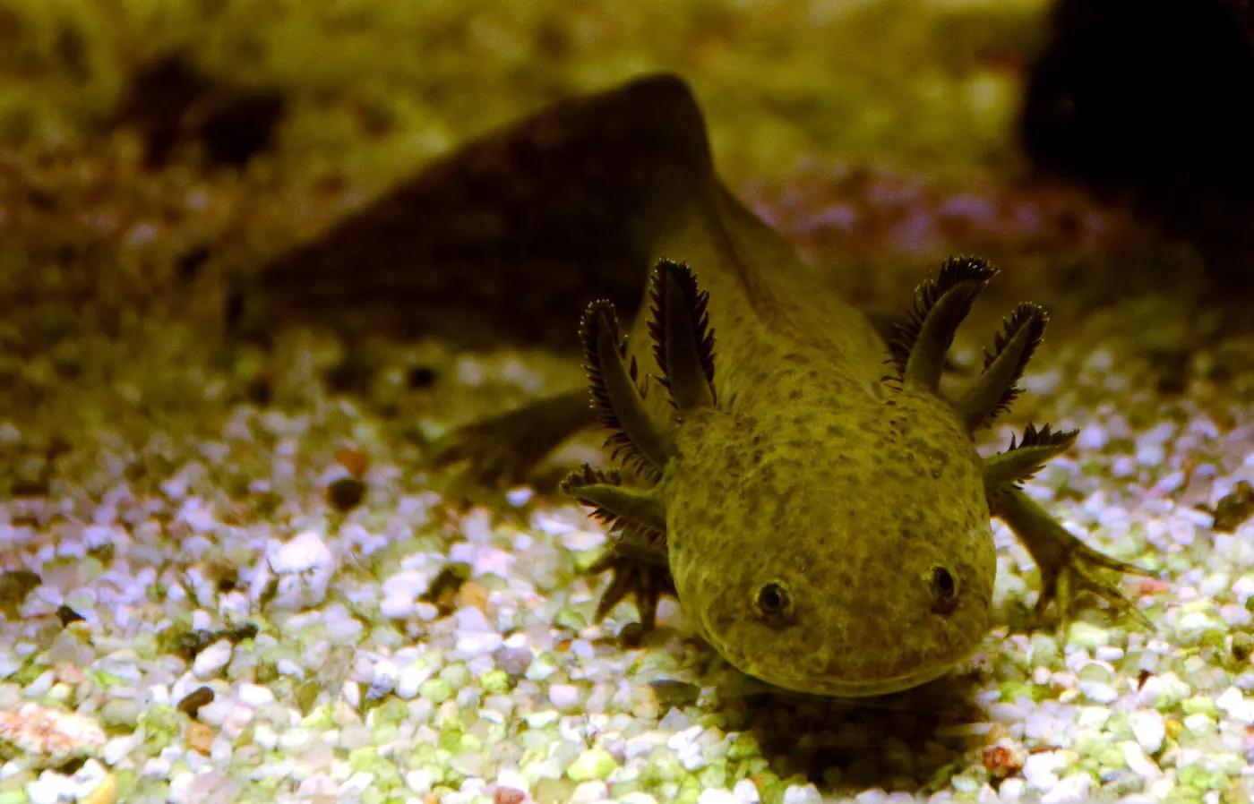 An axolotl facing the camera with its feathery external gills spread on the gravel