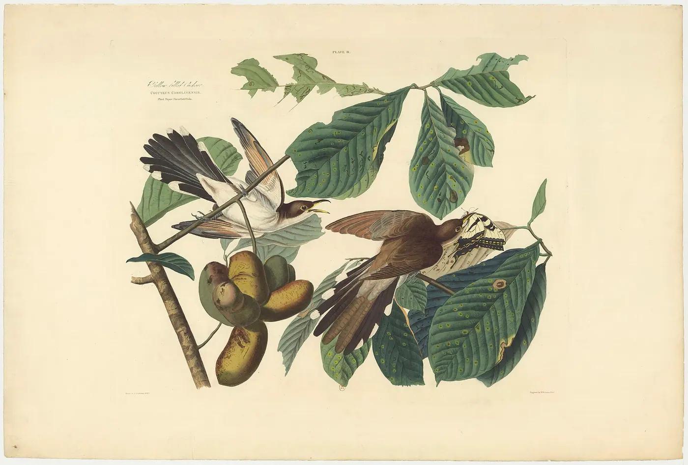 John James Audubon's hand-colored plate of two yellow-billed cuckoos on a pawpaw branch, from The Birds of America