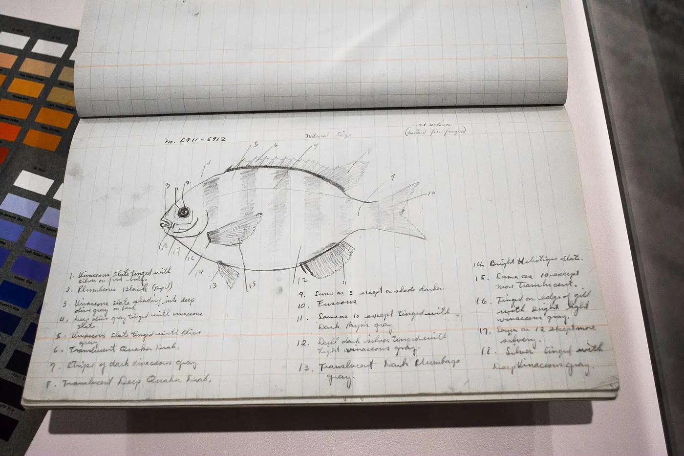 A naturalist's field notebook open on a fish sketch with handwritten notes, beside a colour reference chart