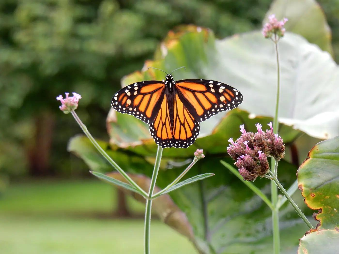 Monarch butterfly with wings open on a purple flower