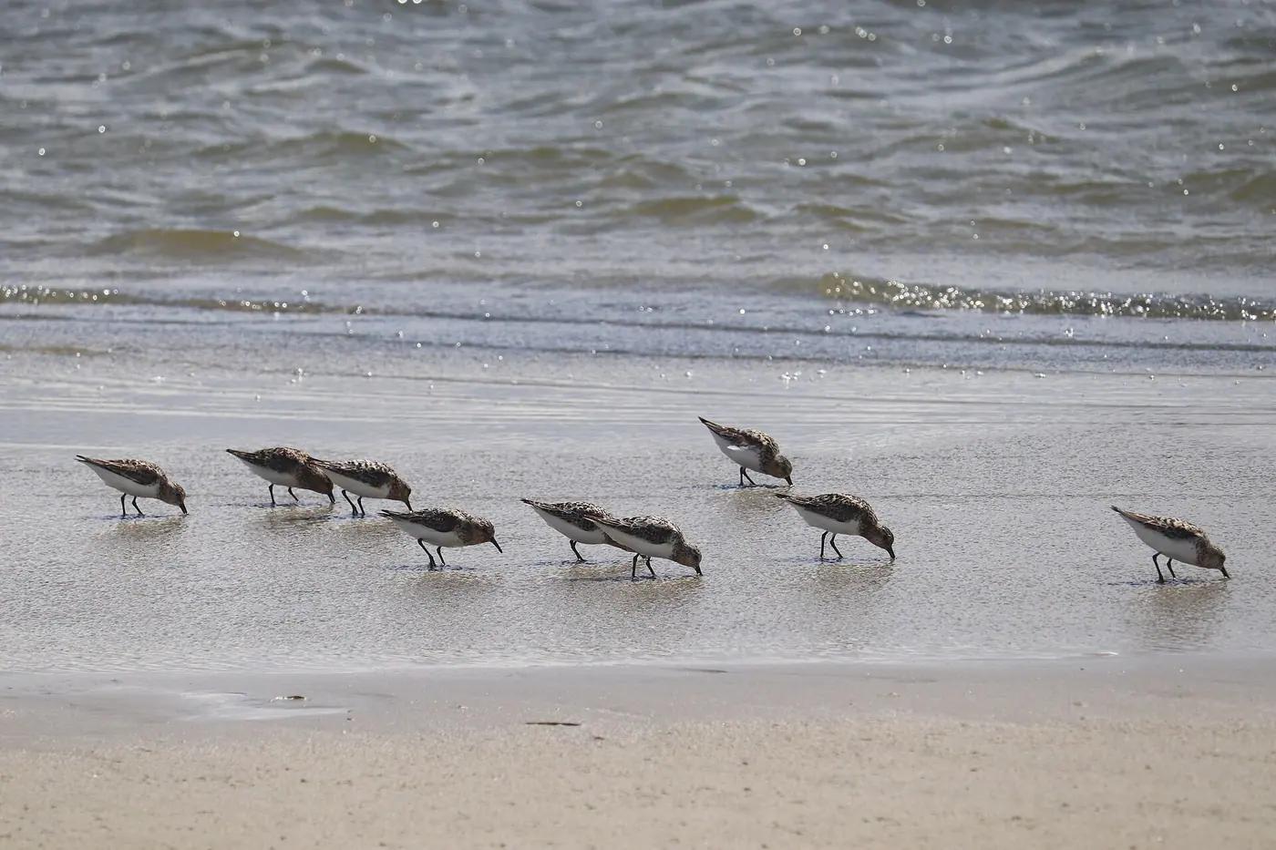 A flock of sanderlings feeding along the tide line
