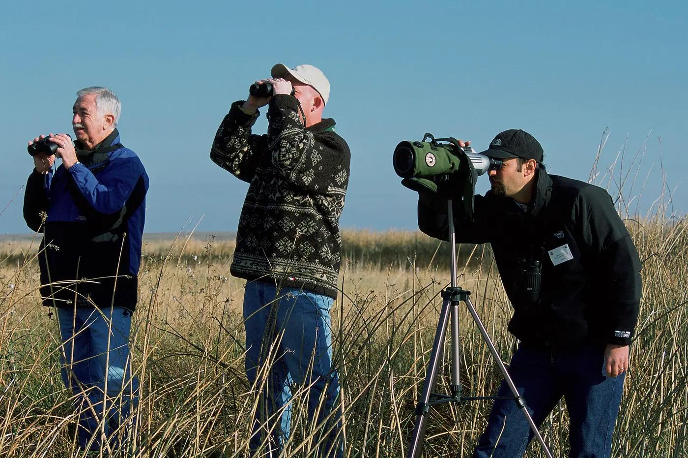 Three birdwatchers in tall grass, two with binoculars and one at a spotting scope on a tripod