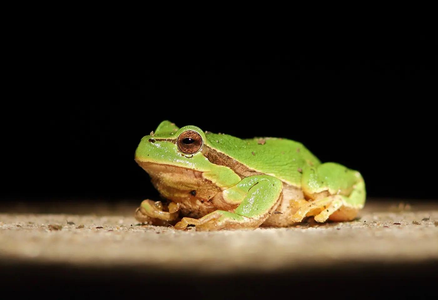 A bright green European tree frog sitting on sand against a black night background