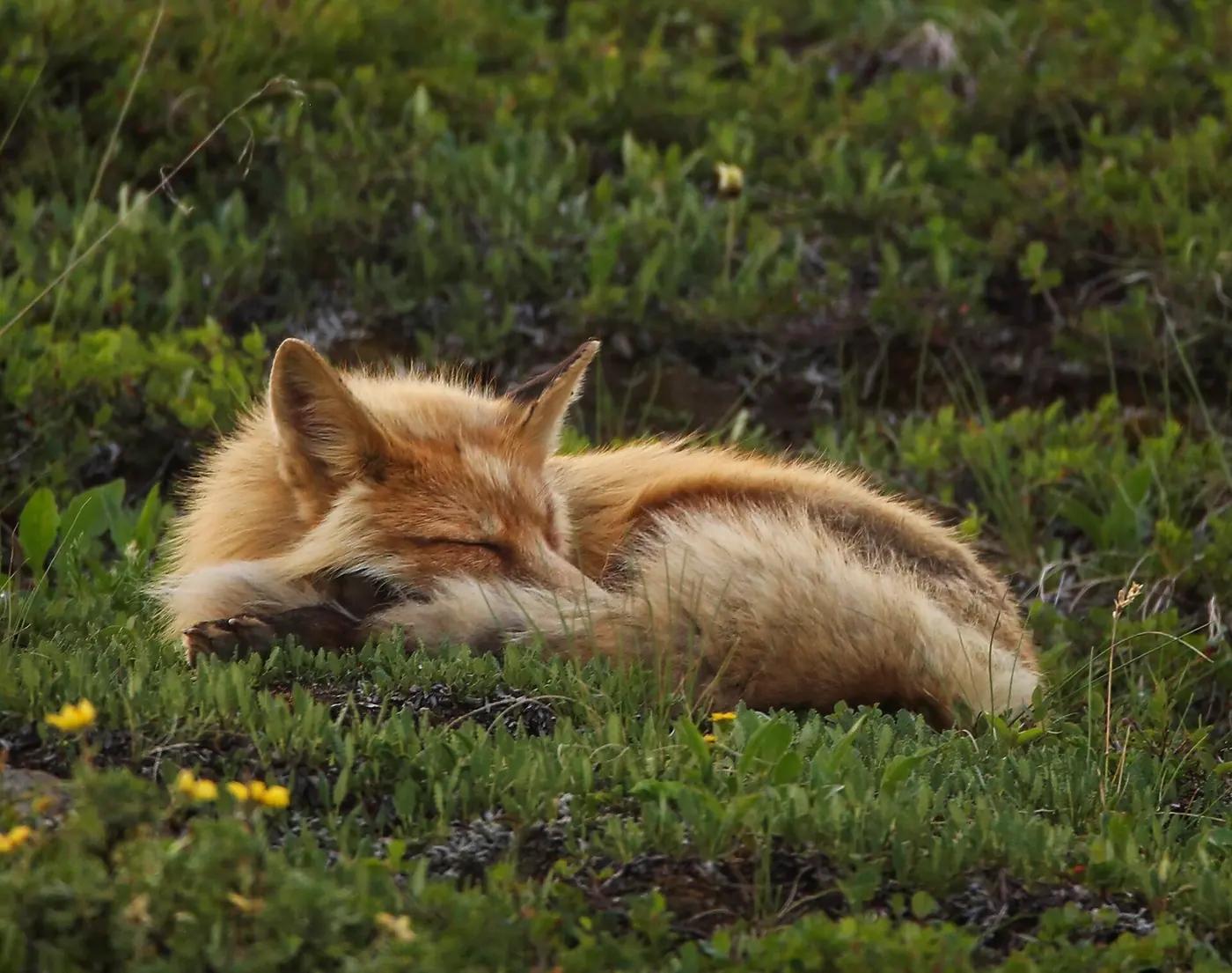 A red fox curled up asleep in low green tundra plants with yellow flowers