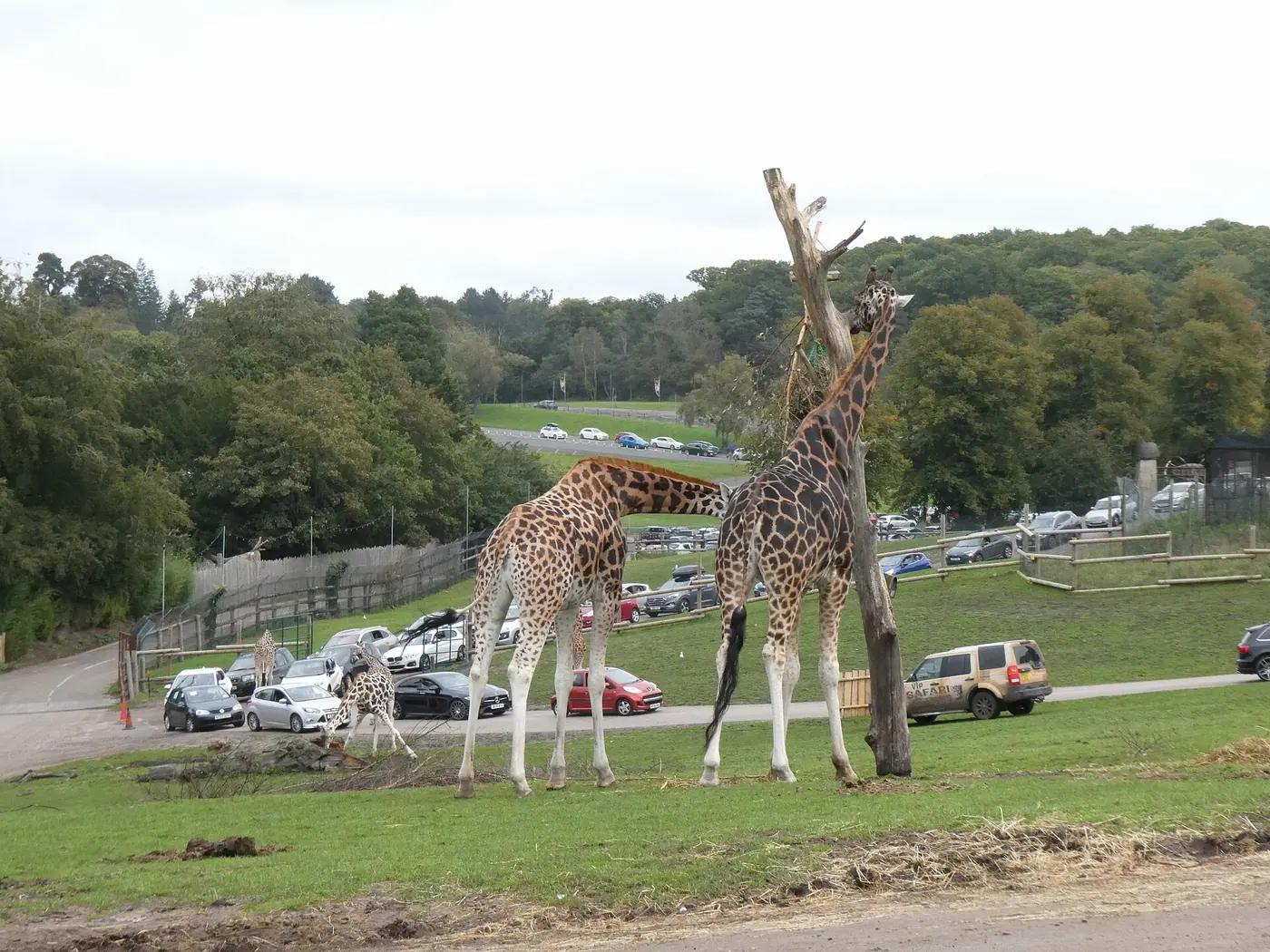Giraffes feeding from a tall browse post while a queue of visitor cars winds along the drive-through route of a safari park