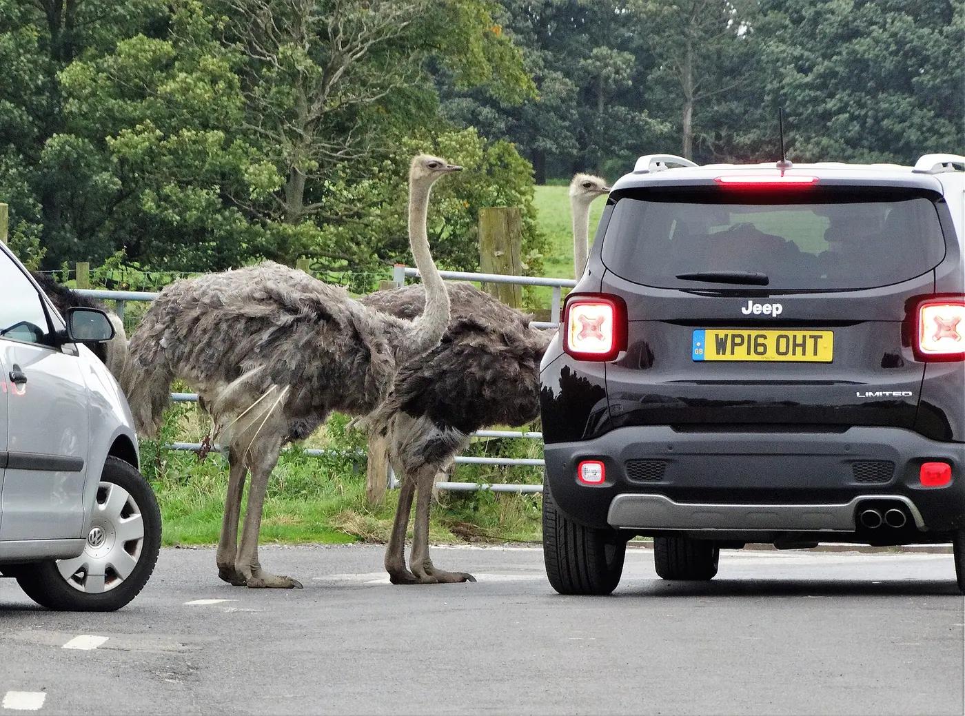 Two ostriches standing between visitor cars on the drive-through road of a safari park