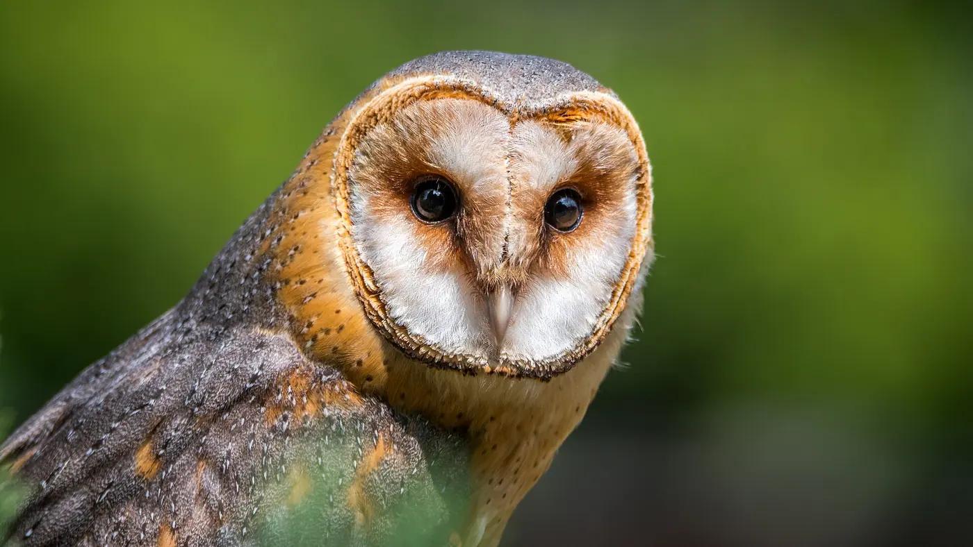 Barn owl (Tyto alba) portrait showing the heart-shaped facial disc