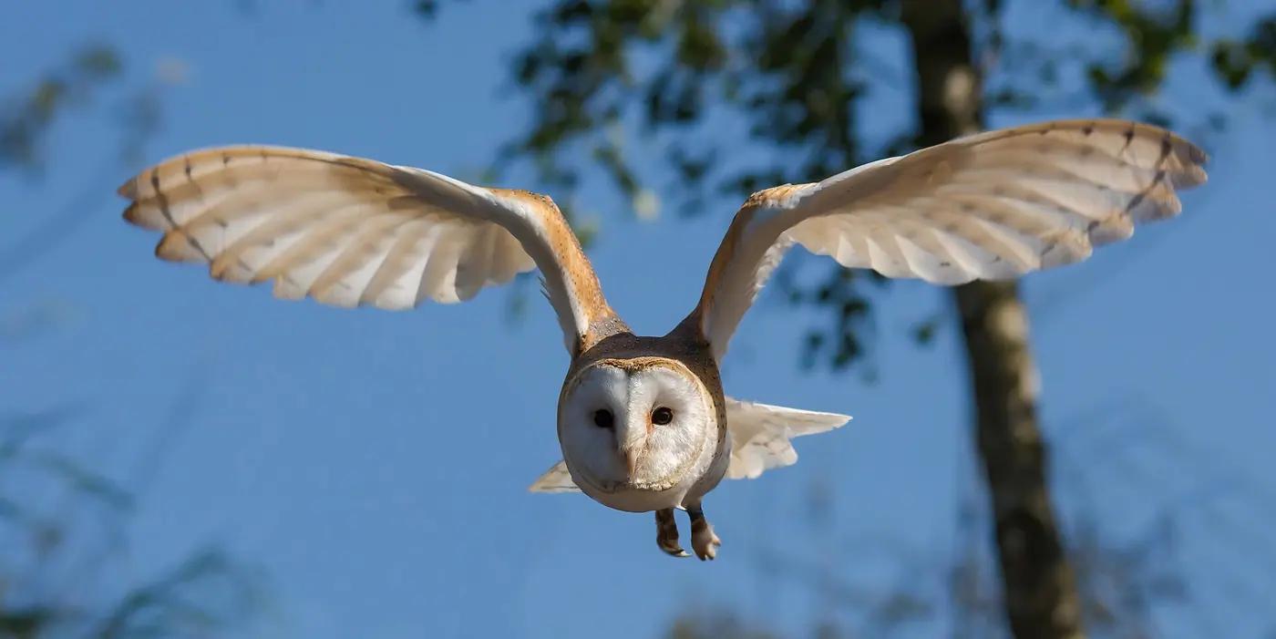Barn owl (Tyto alba) in flight with wings spread, hunting low over open ground
