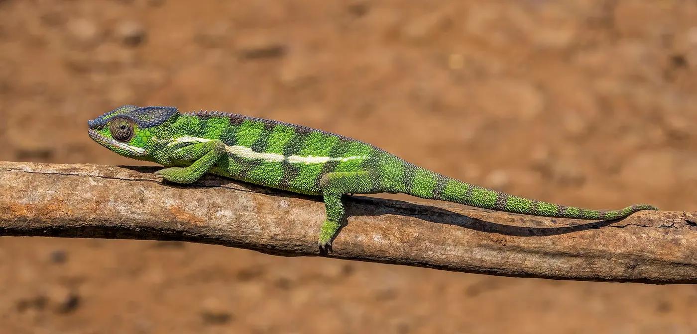 A green and striped male panther chameleon (Furcifer pardalis) stretched along a branch in Madagascar