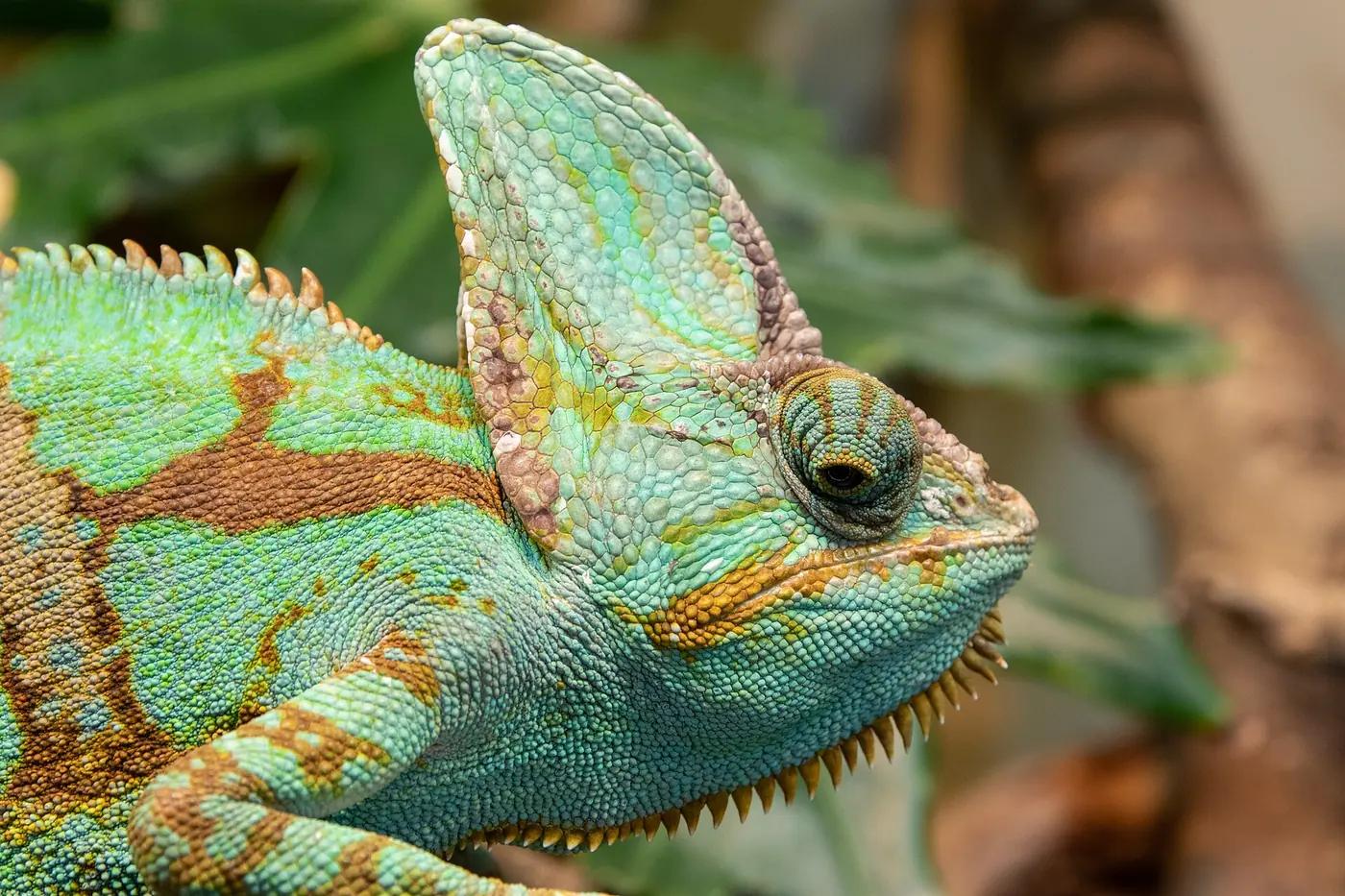 A veiled chameleon (Chamaeleo calyptratus) with its tall casque and one turret eye swung back toward the camera