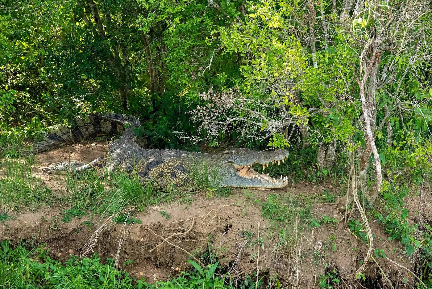 Nile crocodile basking on a riverbank under trees with its mouth open