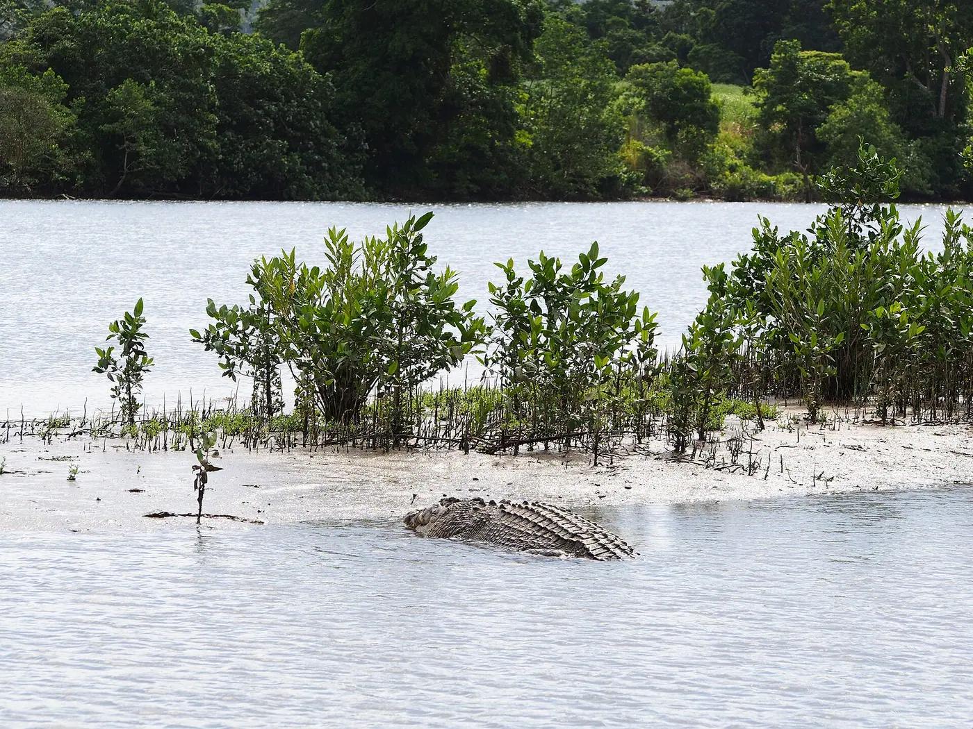 Saltwater crocodile lying half-submerged at the edge of a mangrove sandbank in a tropical river