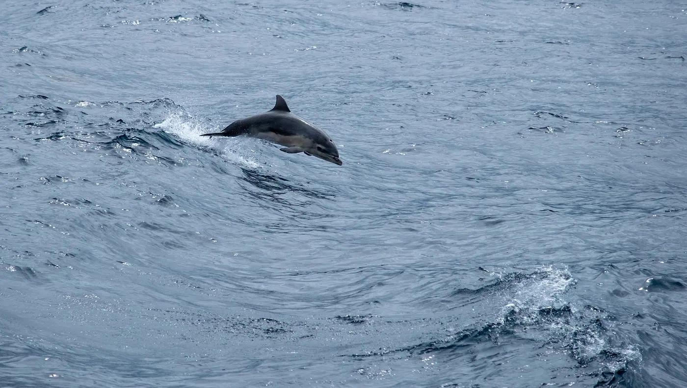 A common bottlenose dolphin surfacing at speed beside a ferry, showing the streamlined body and dorsal fin