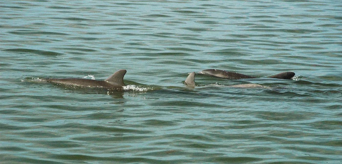 A pod of common bottlenose dolphins (Tursiops truncatus) surfacing together in open water