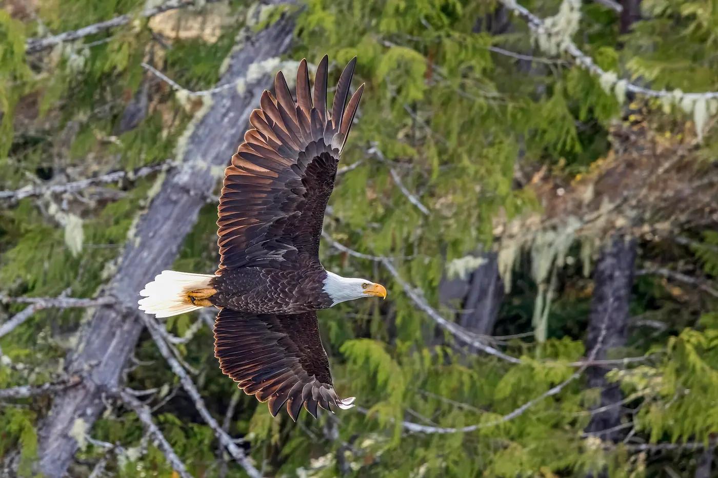 A bald eagle (Haliaeetus leucocephalus) in flight with wings fully spread, white head and tail against conifers
