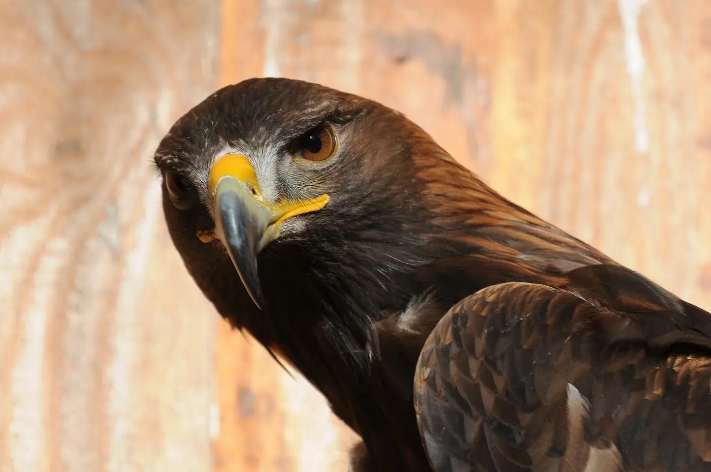 Close portrait of a golden eagle (Aquila chrysaetos) showing the hooked bill, brow ridge and forward-facing eye