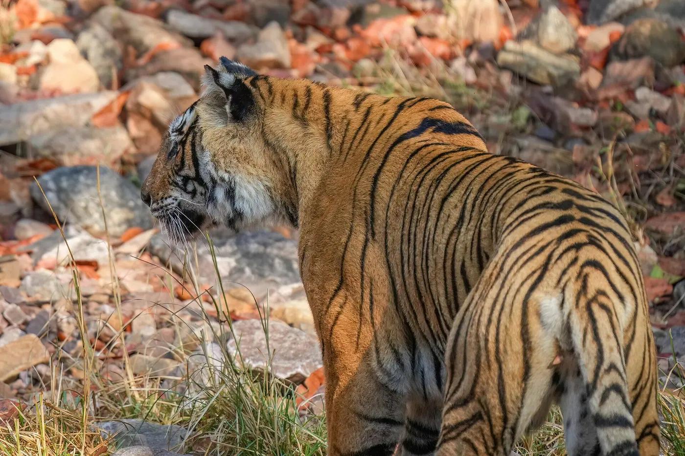 Bengal tiger walking across rocky dry forest ground in Ranthambore National Park