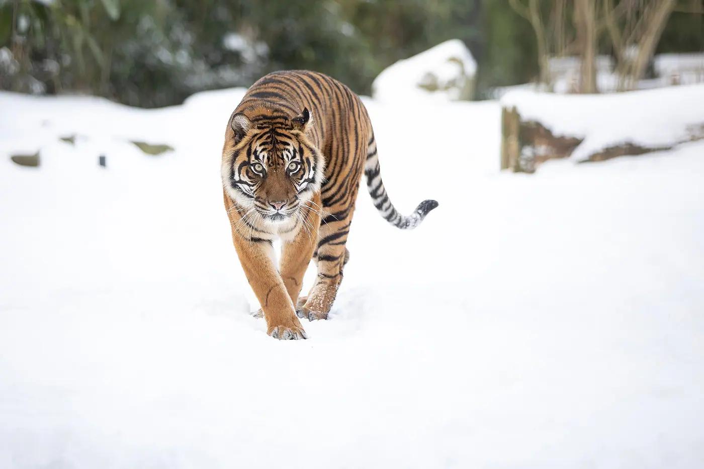 Sumatran tiger walking forward showing its dark coat and dense narrow stripes