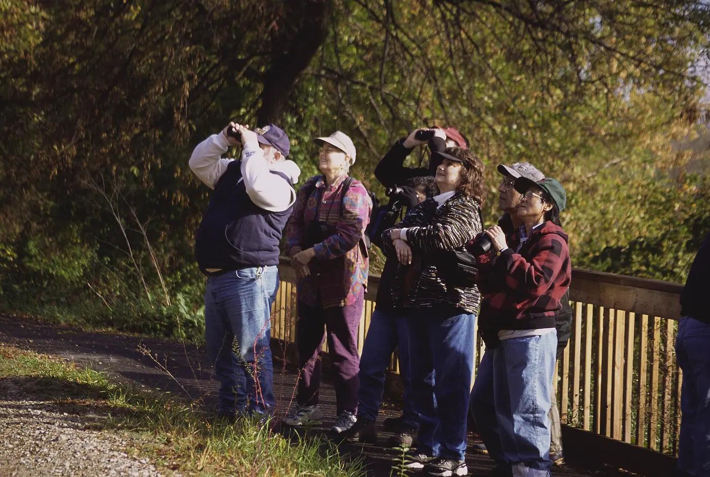 A small group of birdwatchers with binoculars looking up into trees on a guided walk