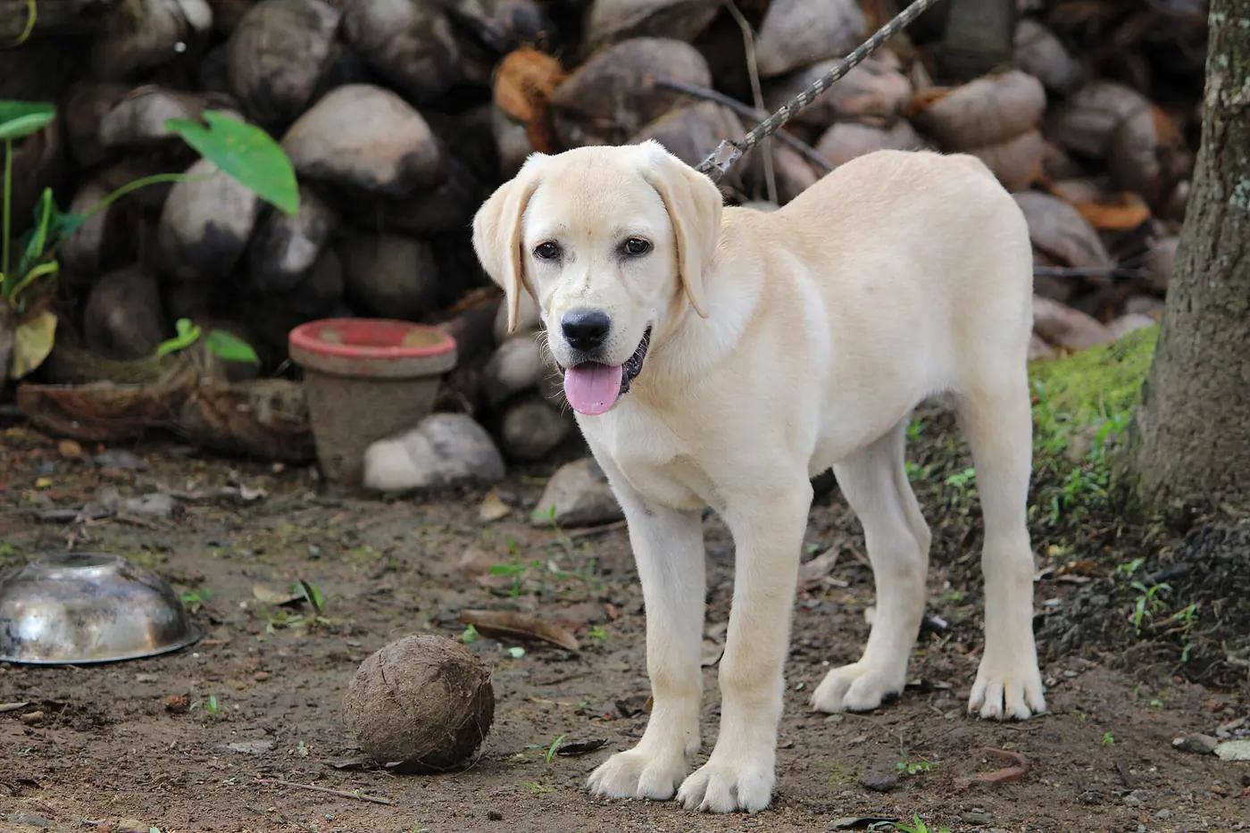 Yellow Labrador Retriever puppy standing in a yard