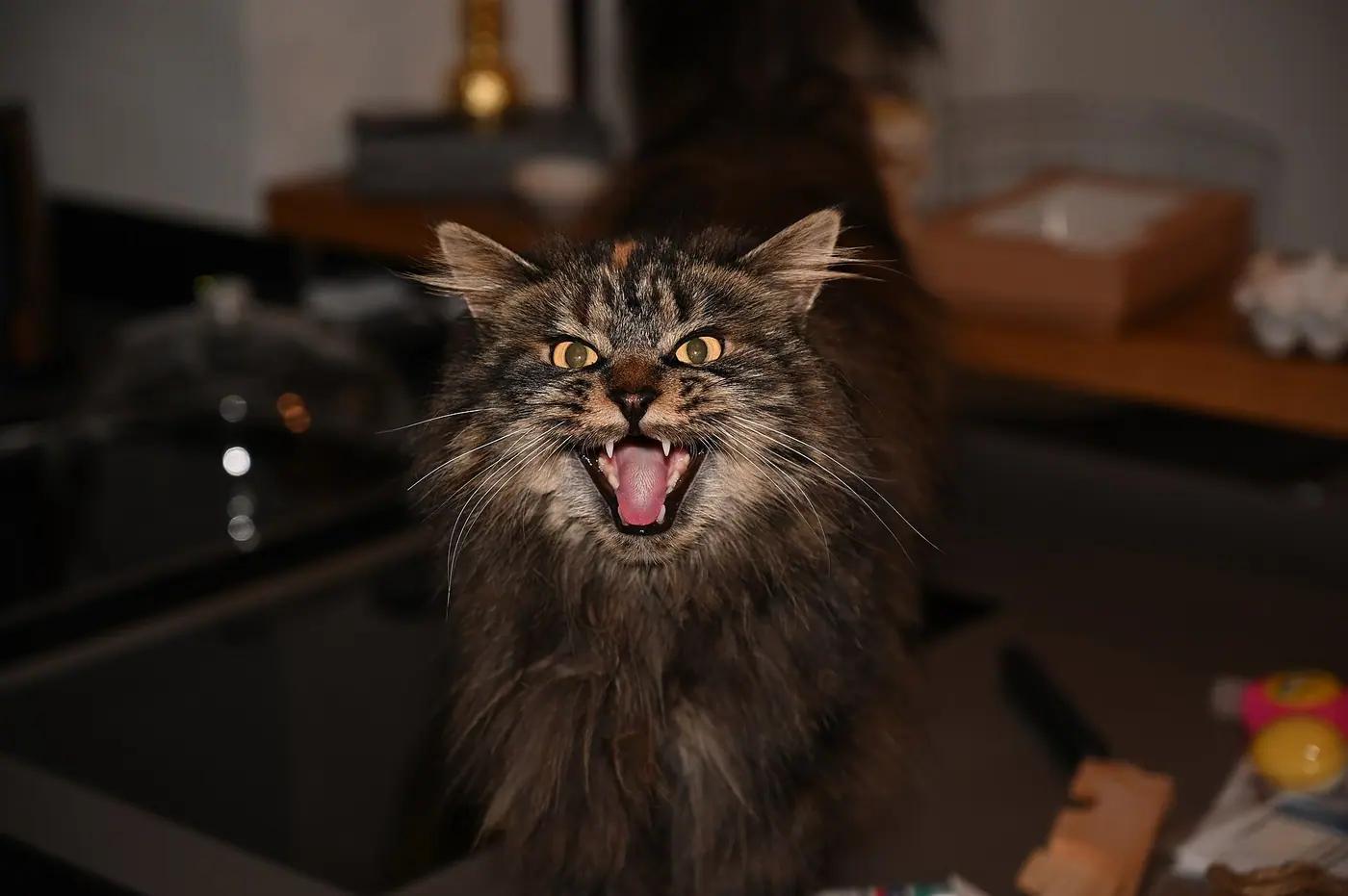 Long-haired tabby Maine Coon cat with tufted ears and a full ruff, meowing