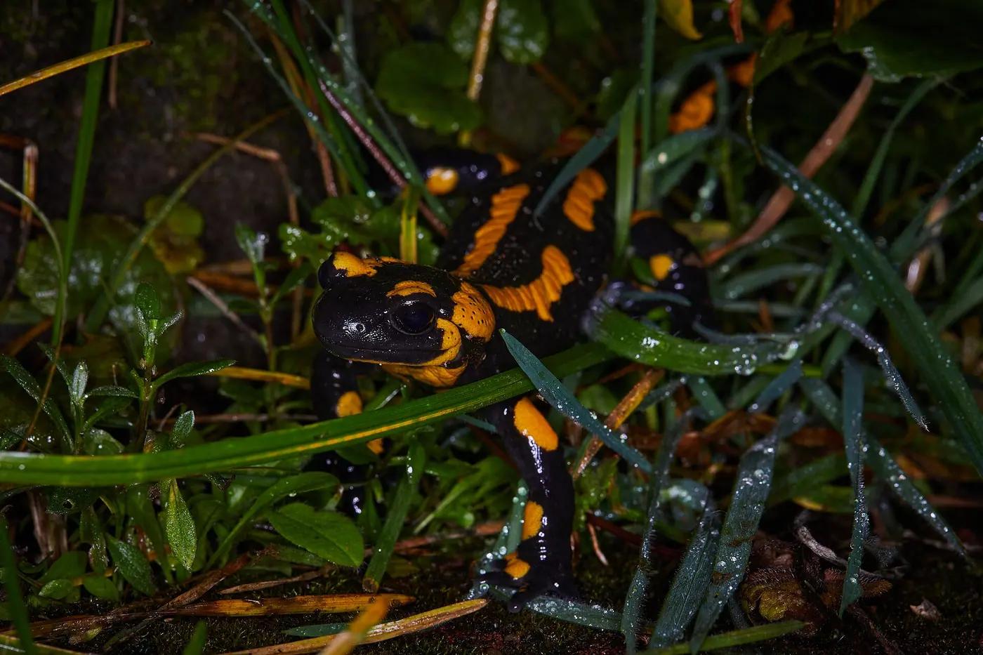 Fire salamander with yellow blotches on wet grass at night