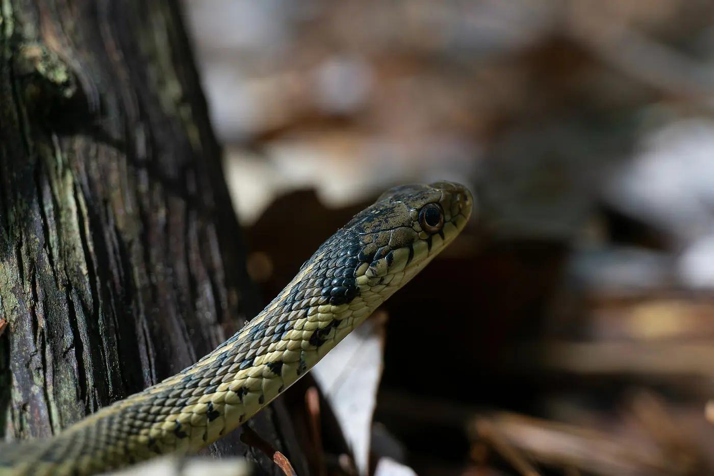 Eastern garter snake with yellow stripes raising its head among dead wood