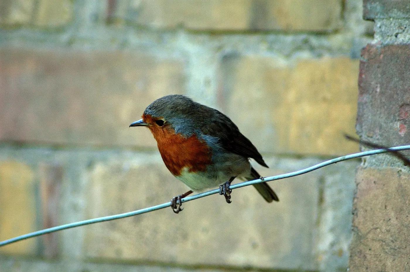 European robin perched on a wire in front of a brick wall