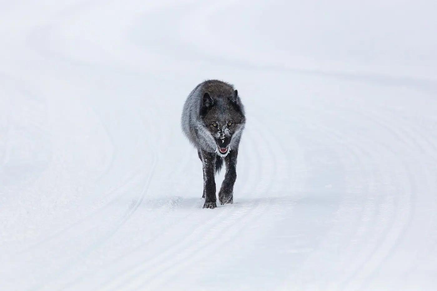 Gray wolf (Canis lupus) in Yellowstone National Park
