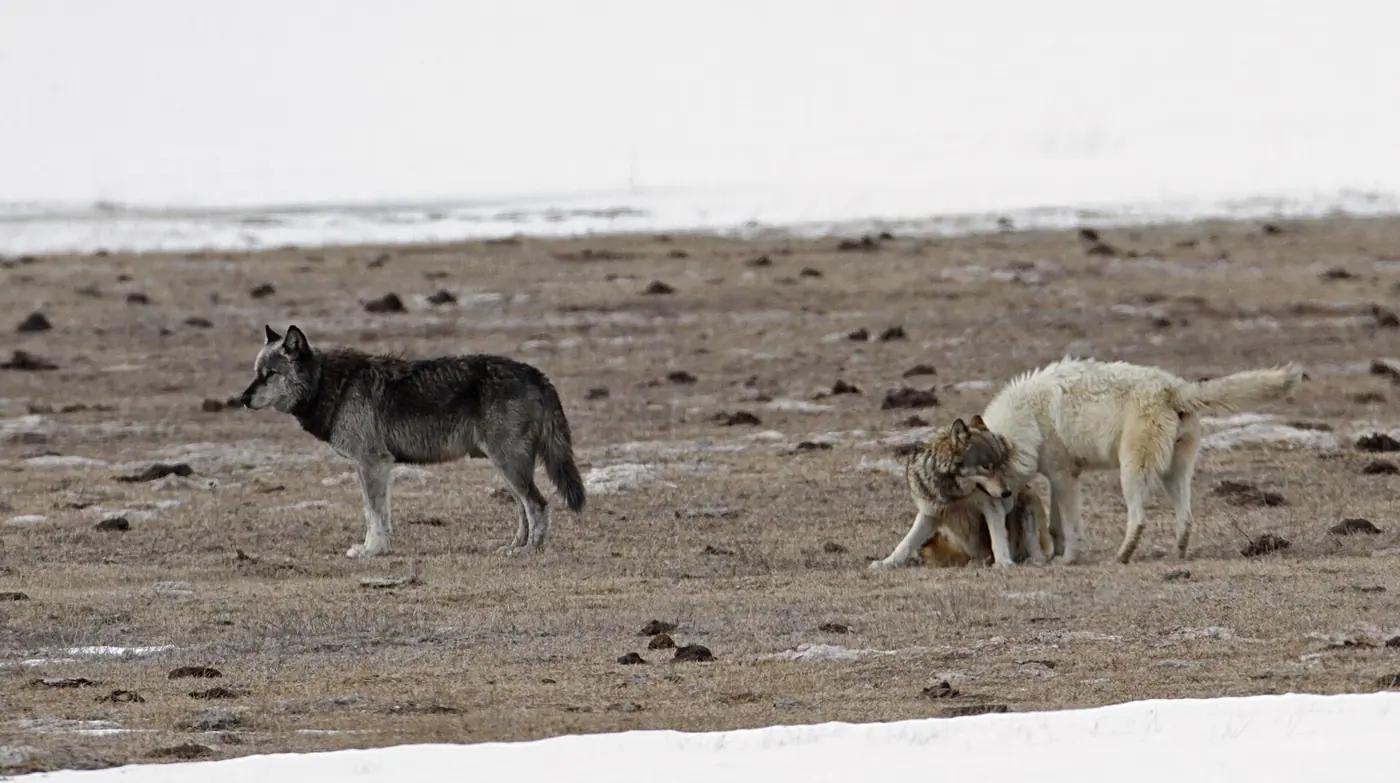 A pack of gray wolves (Canis lupus) moving together through snow