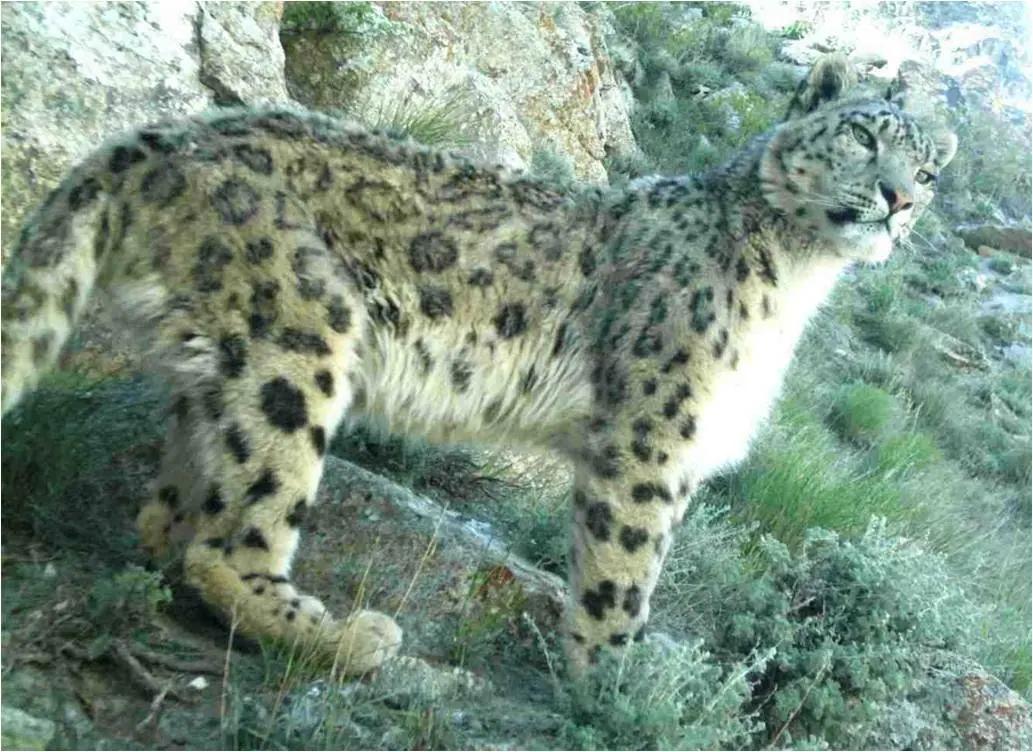 A snow leopard on a grassy rocky slope in Afghanistan