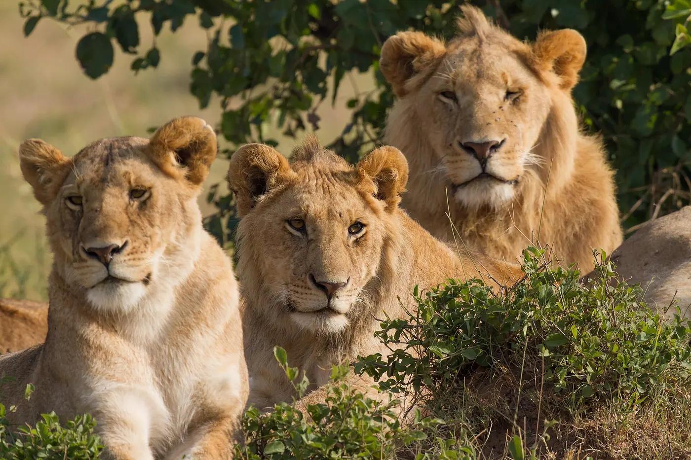 A pride of lions resting together in the Masai Mara, Kenya