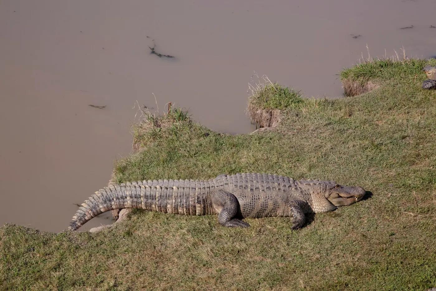 An American alligator in the blackwater of the Mobile-Tensaw Delta, Alabama
