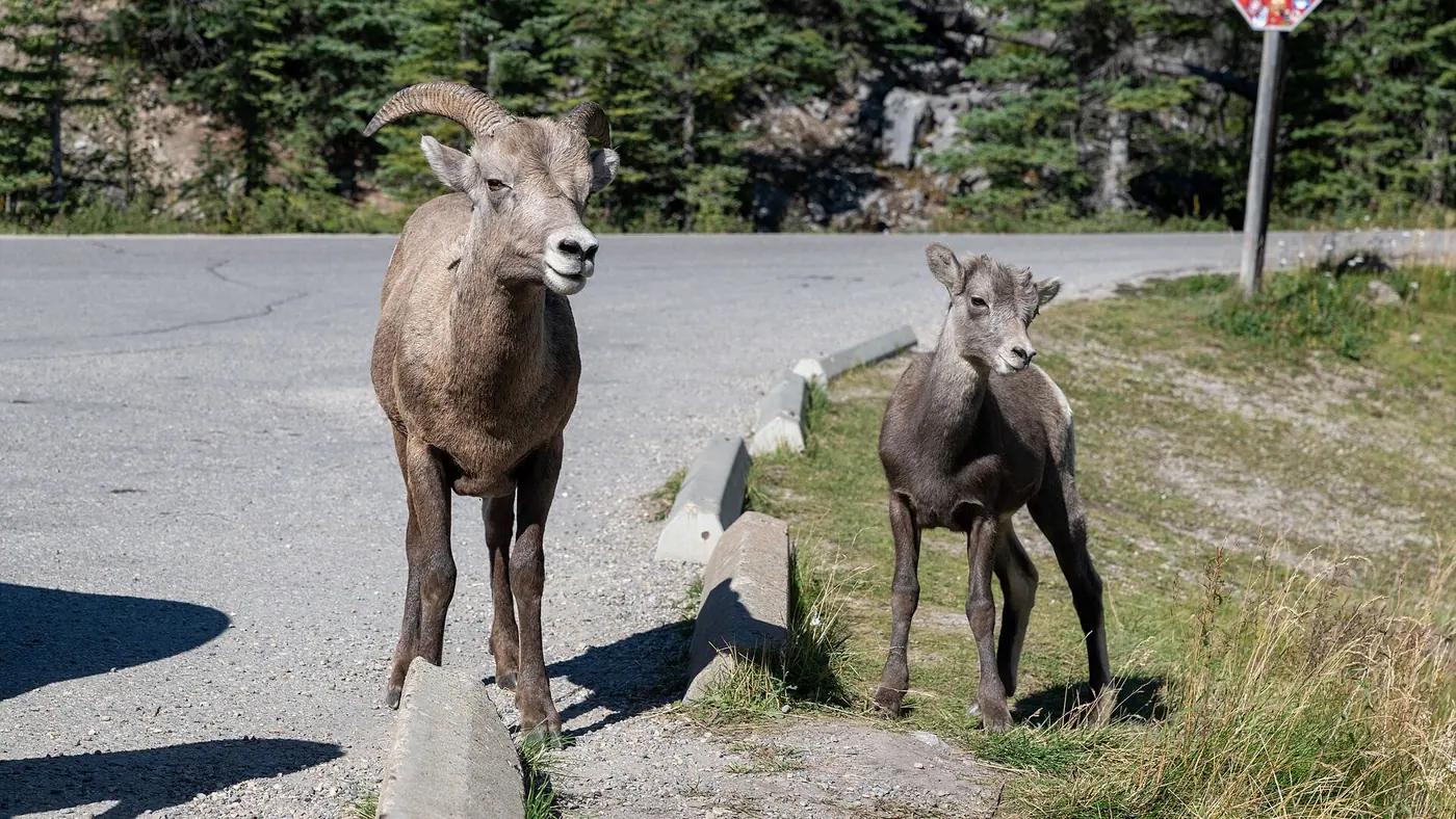 A bighorn sheep ram standing on a rocky roadside in Jasper National Park, Alberta