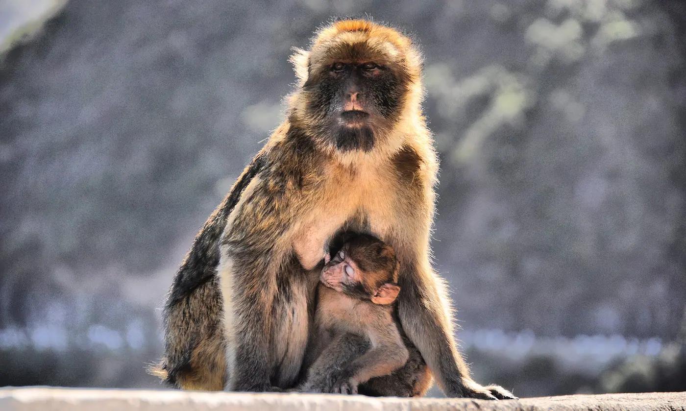 A Barbary macaque sitting among cedar trees in Chréa National Park, Algeria
