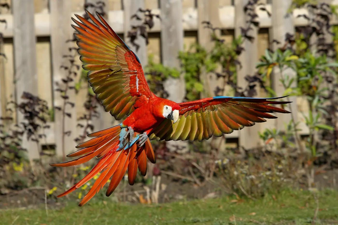 A scarlet macaw flying over the Amazon rainforest