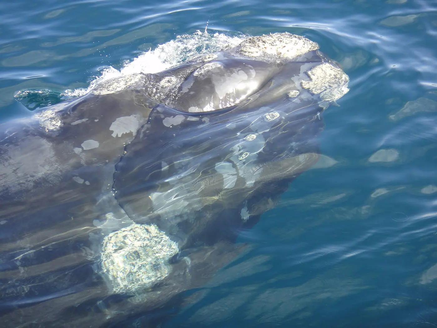 A southern right whale breaching in the Golfo Nuevo off Península Valdés, Argentina