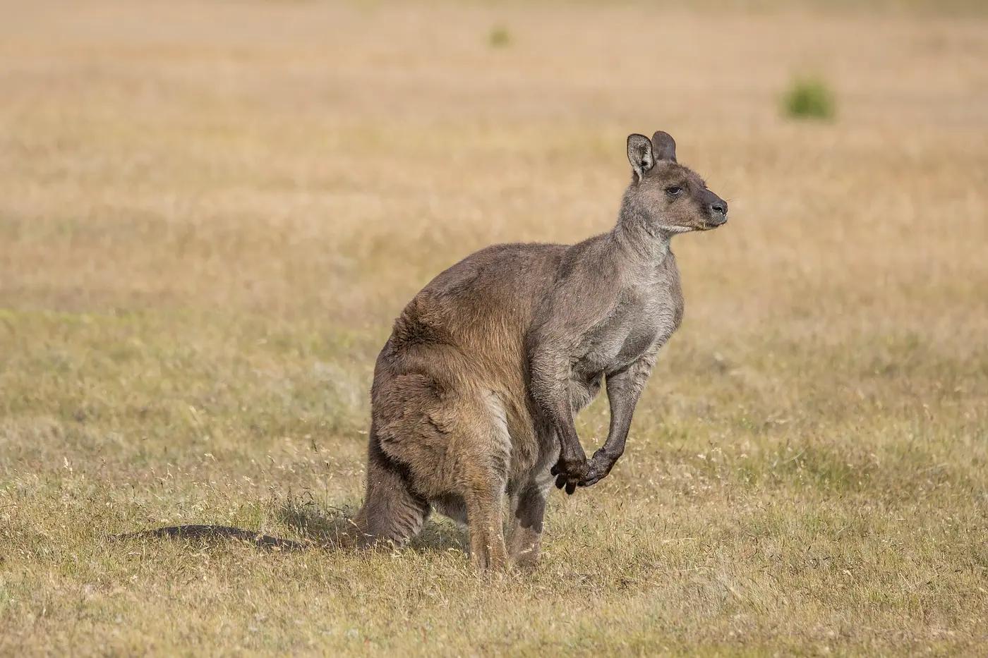 A male western grey kangaroo in open grassland on Kangaroo Island, Australia