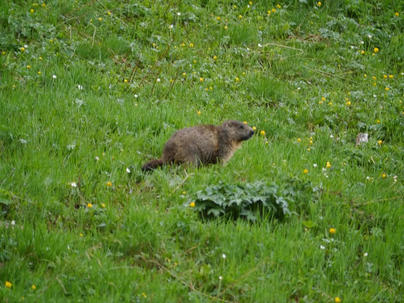An Alpine marmot on a stone wall beside the Grossglockner High Alpine Road, Austria