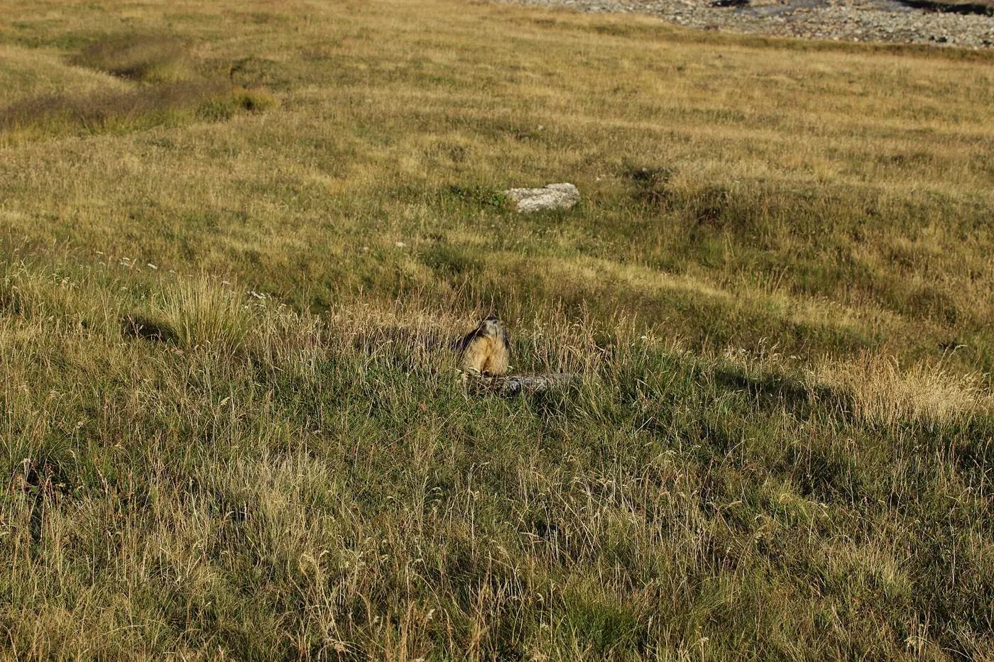 An Alpine marmot sitting on a boulder in a Vanoise meadow, Savoie